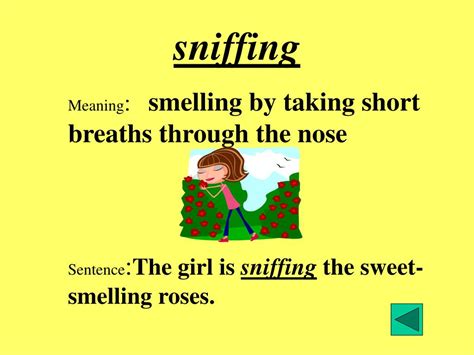 Sniffed Definition & Meaning